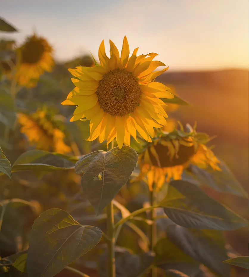 sunflower at sunset